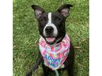 Adopt Muffin 080502N a American Staffordshire Terrier, Black Labrador Retriever