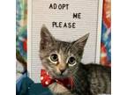 Adopt Salsa 061702N a Domestic Short Hair