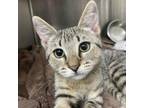 Adopt Froggy a Domestic Short Hair