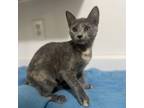 Adopt Smokey a Domestic Short Hair