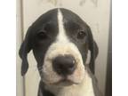 Adopt Jillian a Labrador Retriever, Hound