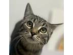Adopt Wendy a Domestic Short Hair