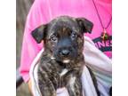 Adopt Aiko a Black Mouth Cur, Shepherd