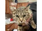 Adopt Fruity 072302S a Domestic Short Hair