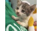 Adopt Miracle 081604S a Domestic Short Hair