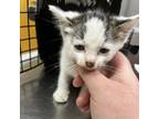 Adopt Patty 081601S a Domestic Short Hair