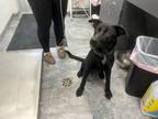 Adopt Princess a Mixed Breed