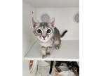 Adopt Paisley a Domestic Short Hair