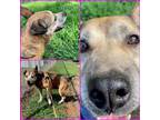 Adopt BRANDY a Labrador Retriever