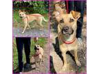 Adopt ALYSSA a Carolina Dog