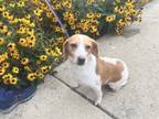Adopt Strawberry a Beagle