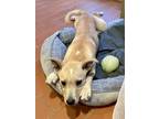 Adopt Envy a Labrador Retriever, Mixed Breed