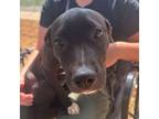 Adopt Sierra a Terrier, Mixed Breed