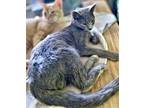 Adopt Dilly a Domestic Short Hair