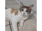 Adopt Lovely a Domestic Short Hair
