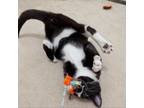 Adopt Dot a Domestic Short Hair