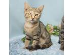 Adopt Marmalade a Domestic Short Hair
