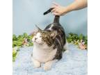 Adopt Tacoma a Domestic Short Hair