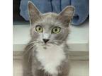 Adopt Smokey a Domestic Short Hair