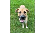 Adopt Xena a Mixed Breed