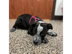Adopt India--In Foster***ADOPTION PENDING*** a Australian Cattle Dog / Blue