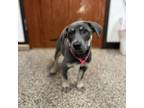 Adopt Delta--In Foster***ADOPTION PENDING*** a Mixed Breed