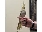 Adopt Tweety a Pigeon