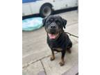 Adopt Maysie (storm) a Rottweiler