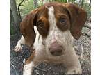 Adopt Agnes a German Shorthaired Pointer, Mixed Breed