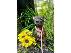 Adopt Lyric NJ a Pit Bull Terrier