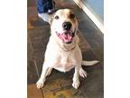Adopt Georgia a Collie, Greyhound