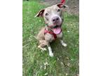 Adopt Royalty a Pit Bull Terrier
