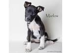 Adopt Marlow a Shepherd, Mixed Breed