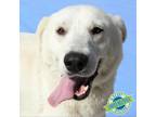 Adopt Cream Puff a Mixed Breed