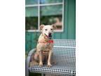 Adopt Jenny a Golden Retriever, Mixed Breed