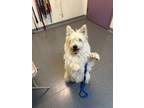 Adopt Madea a Terrier