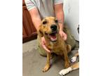Adopt Charlene a Shepherd