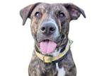 Adopt Sasha a Pit Bull Terrier, Mixed Breed