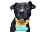 Adopt Bonanza a American Staffordshire Terrier, Mixed Breed