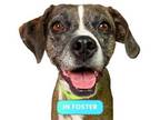 Adopt Stormy a Boxer, Mixed Breed
