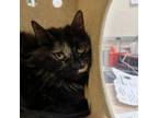 Adopt Speckles a Domestic Short Hair