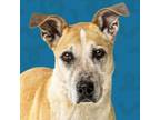 Adopt Rogue a Australian Shepherd