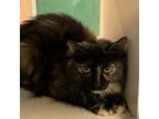 Adopt Trudy a Domestic Medium Hair