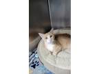 Adopt Mama Kitty a Domestic Short Hair