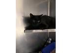 Adopt Mystique a Domestic Short Hair