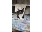 Adopt Whiskers a Domestic Medium Hair