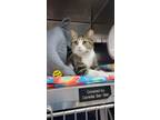 Adopt Rose a Domestic Medium Hair