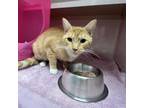 Adopt Marigold a Domestic Short Hair