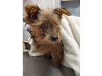 Adopt Fiona a Yorkshire Terrier, Mixed Breed