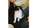 Adopt Beany a Domestic Short Hair